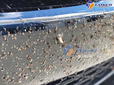Dung dịch tẩy côn trùng trên xe ô tô hiệu quả bất ngờ