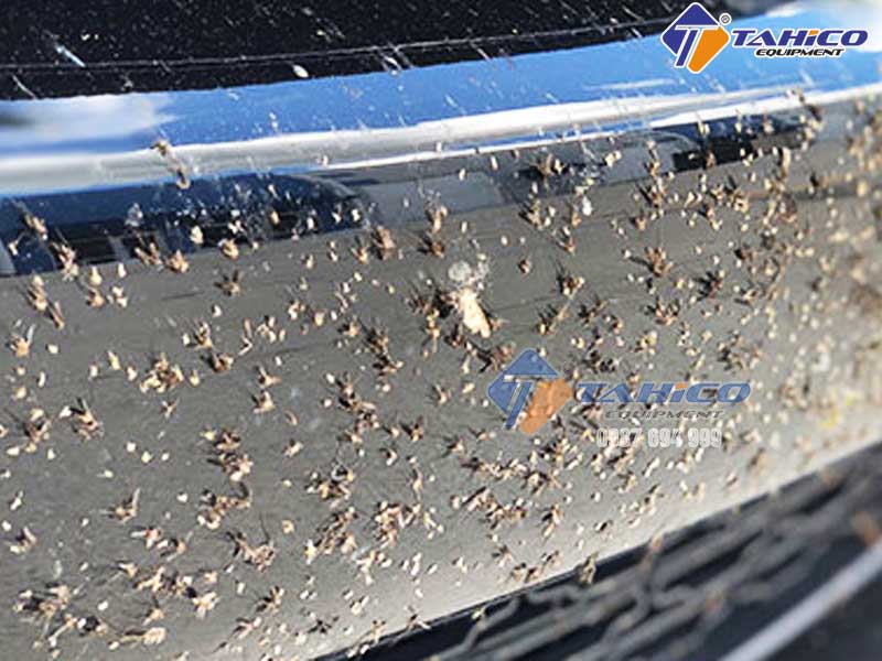 Dung dịch tẩy côn trùng trên xe ô tô hiệu quả bất ngờ